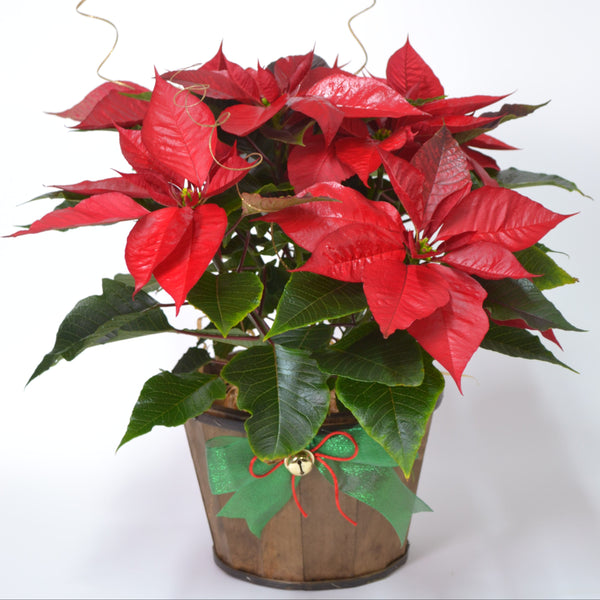 Nochebuena en base de madera rústica