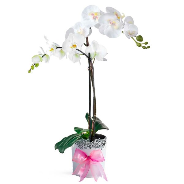 Orquídea con base