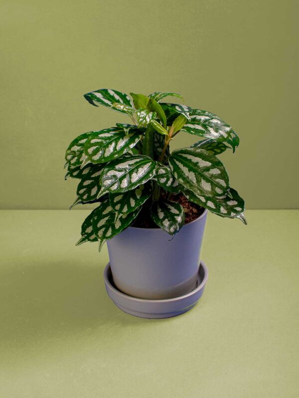Pilea Vietnamita en Maceta Cerámica